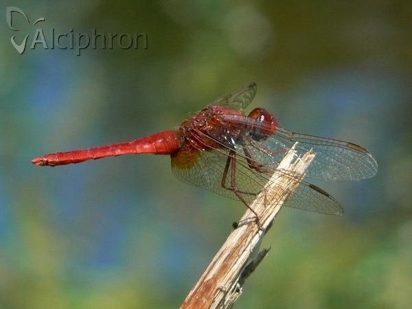 Crocothemis erythraea