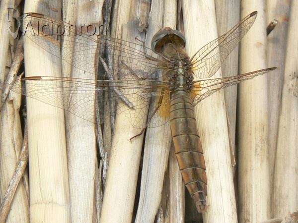 Crocothemis erythraea