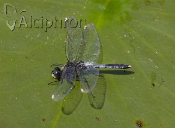 Leucorrhinia caudalis
