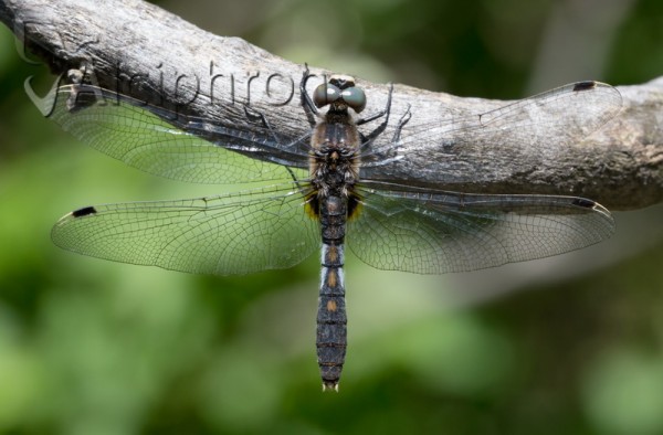 Leucorrhinia caudalis