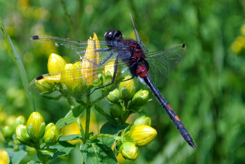 Leucorrhinia dubia