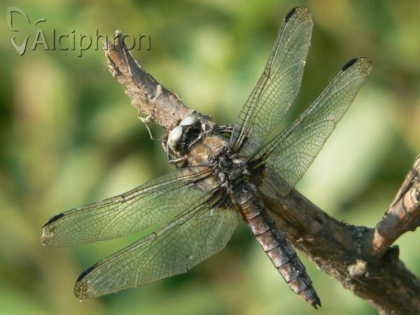 Libellula fulva