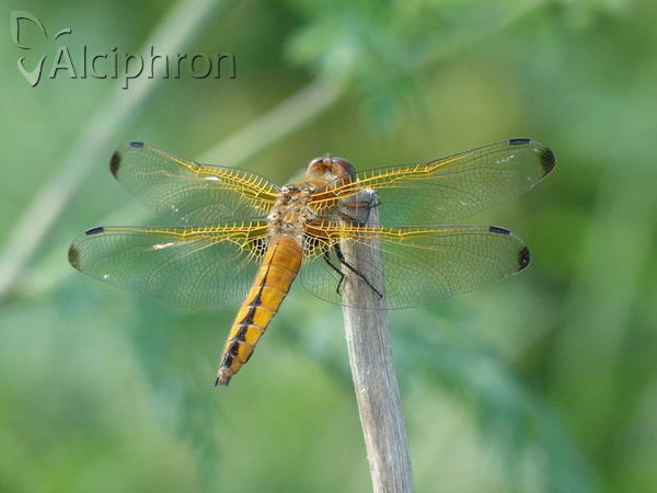 Libellula fulva