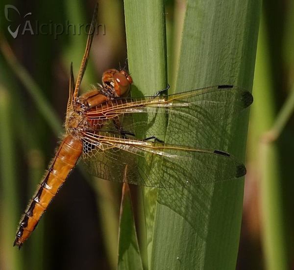 Libellula fulva