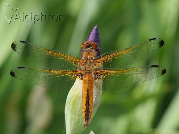 Libellula fulva