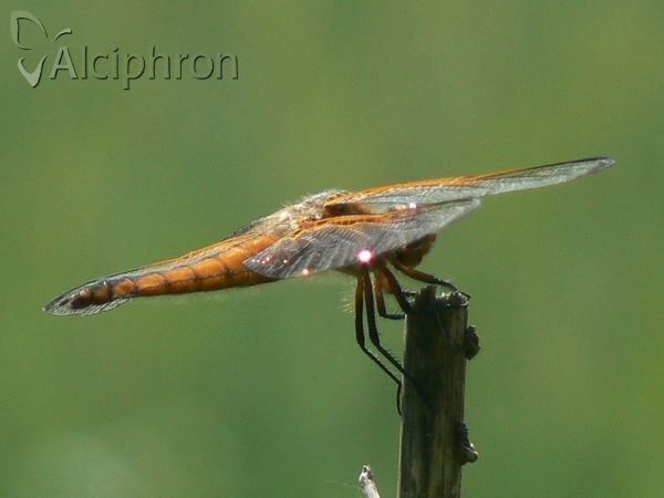 Libellula fulva