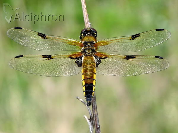 Libellula quadrimaculata