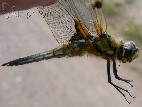 Libellula quadrimaculata