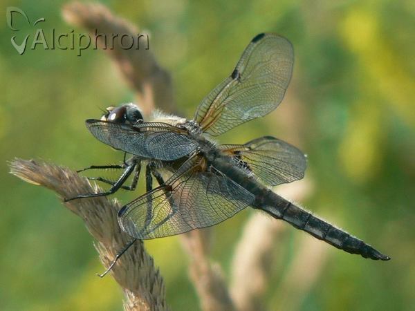 Libellula quadrimaculata