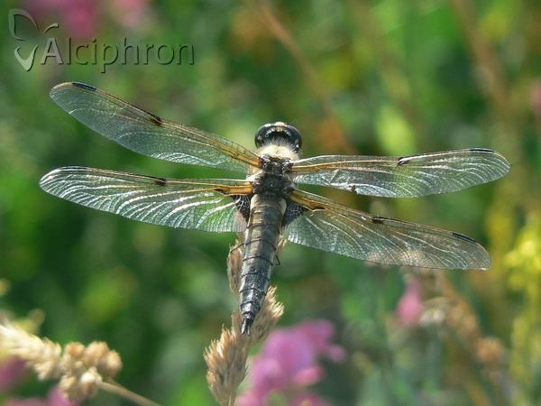 Libellula quadrimaculata