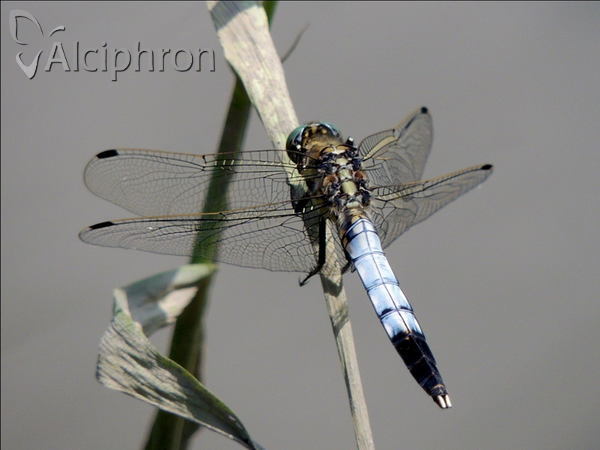 Orthetrum albistylum