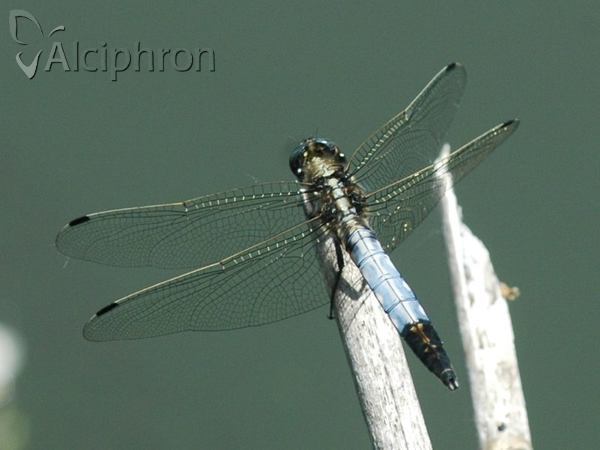Orthetrum albistylum