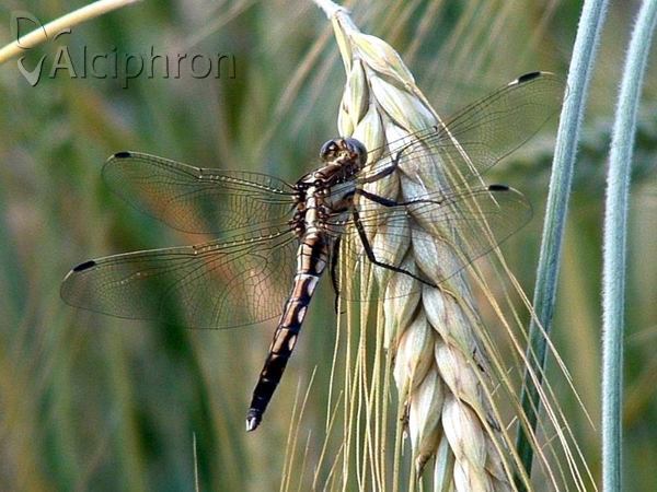 Orthetrum albistylum