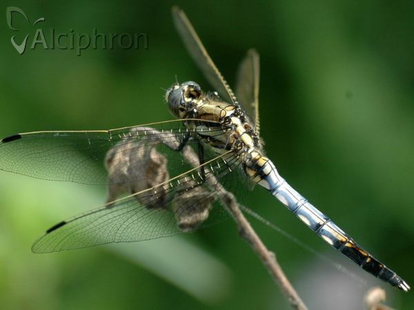 Orthetrum albistylum