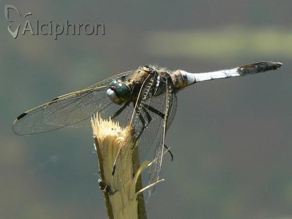 Orthetrum albistylum