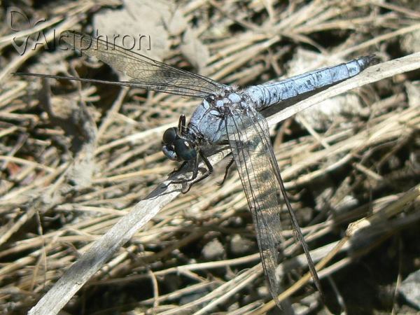 Orthetrum brunneum