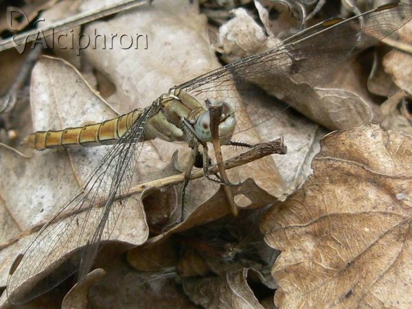Orthetrum brunneum