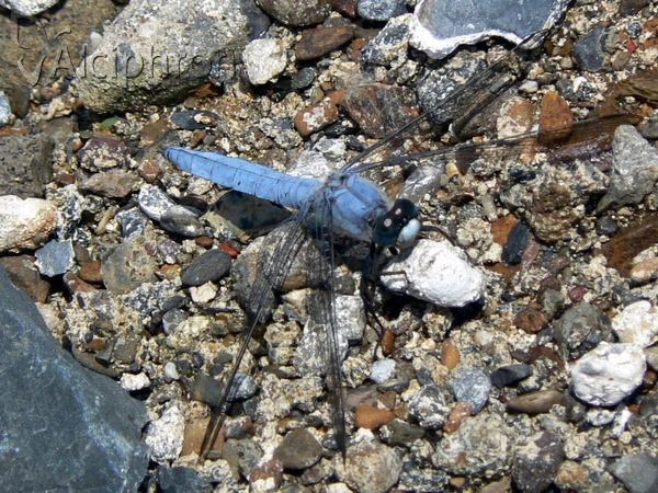 Orthetrum brunneum