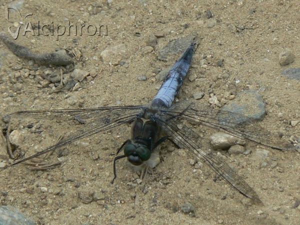 Orthetrum cancellatum