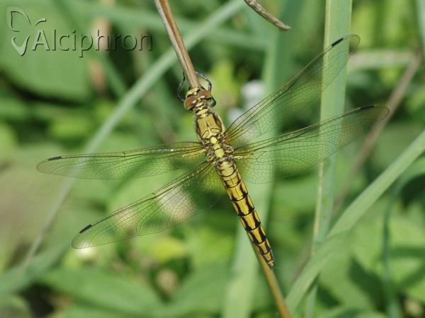 Orthetrum cancellatum