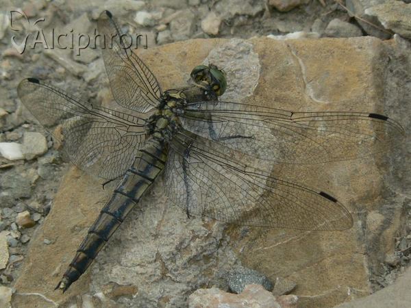 Orthetrum cancellatum