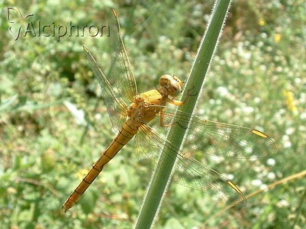 Orthetrum coerulescens
