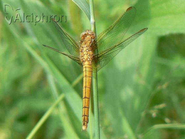 Orthetrum coerulescens