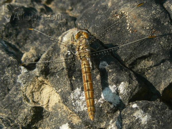 Orthetrum coerulescens