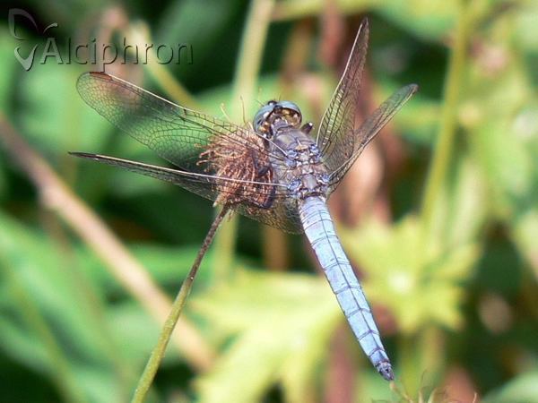 Orthetrum coerulescens