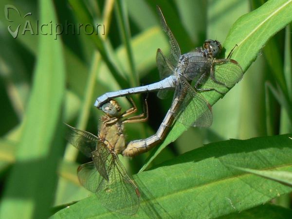 Orthetrum coerulescens