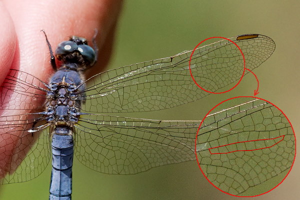 Orthetrum coerulescens