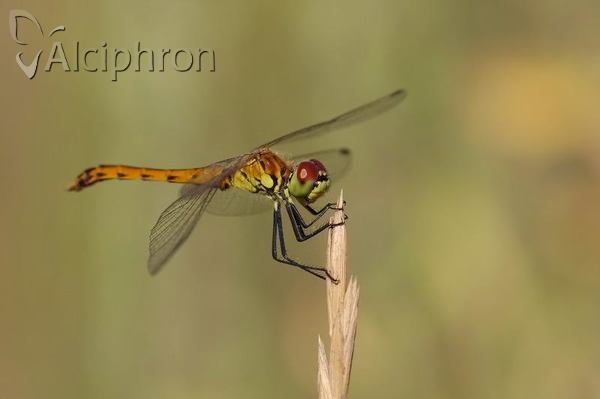 Sympetrum depressiusculum