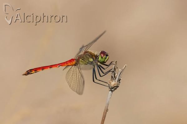 Sympetrum depressiusculum