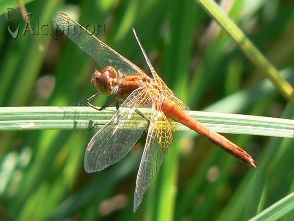 Sympetrum flaveolum