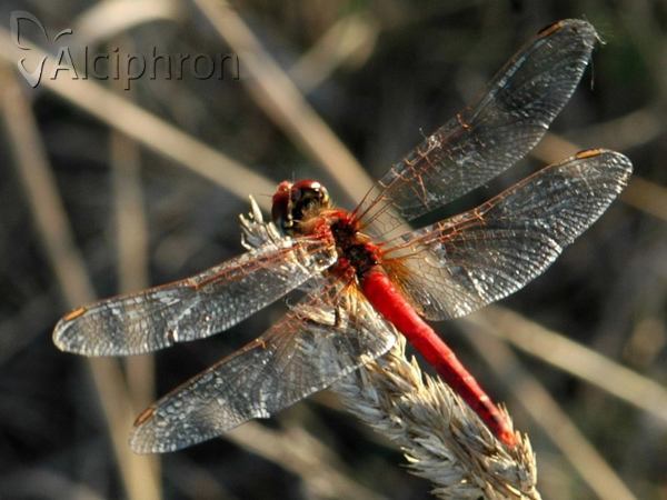 Sympetrum fonscolombii