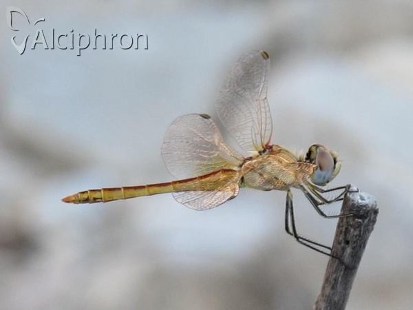 Sympetrum fonscolombii