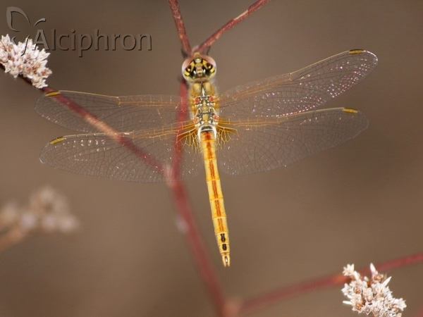 Sympetrum fonscolombii