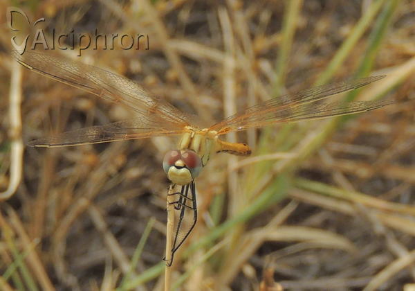 Sympetrum fonscolombii