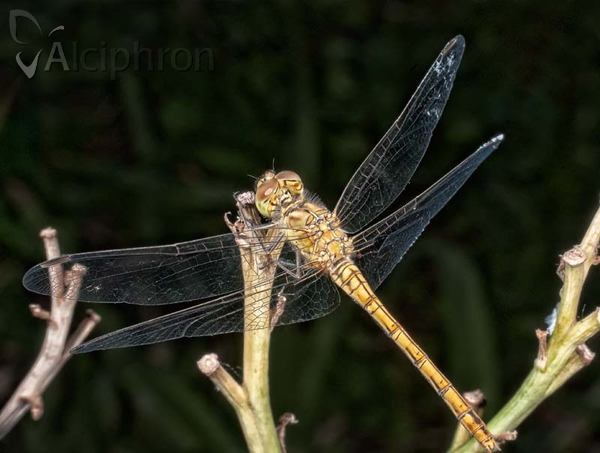Sympetrum meridionale