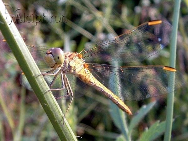Sympetrum meridionale