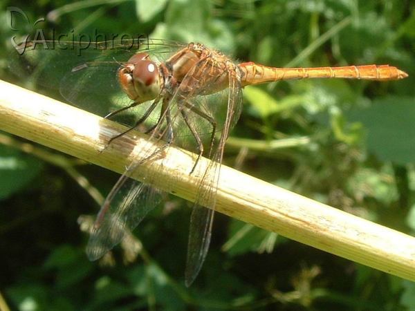 Sympetrum meridionale