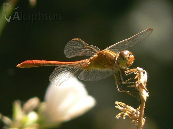 Sympetrum meridionale