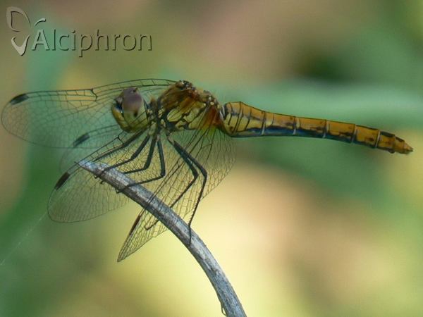 Sympetrum sanguineum