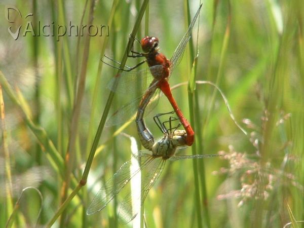 Sympetrum sanguineum