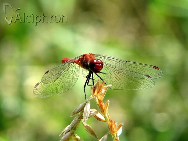 Sympetrum sanguineum