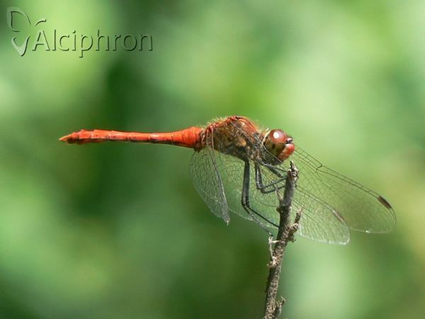 Sympetrum sanguineum