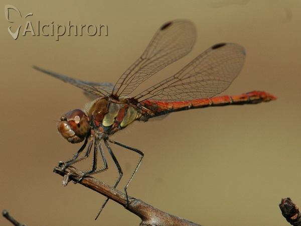 Sympetrum striolatum