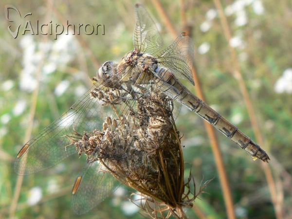 Sympetrum striolatum