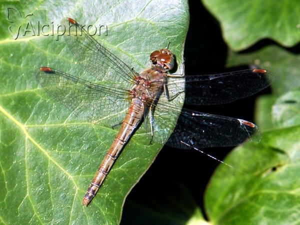 Sympetrum striolatum