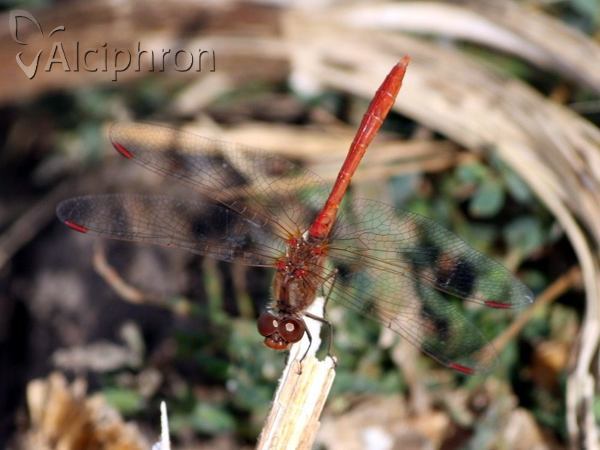 Sympetrum vulgatum